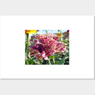 Mottled Pink Cone Flower Posters and Art